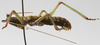 CollectionObject 1475385; a0824d2a-7fe7-4360-b9af-f24295375d01: male, lateral view (holotype). (CollectionObject).