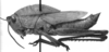 CollectionObject 1533405; a1f24750-c587-48fc-9f11-9872ac2730f9: Image Carbonell, C.S. male, lateral view (holotype). (CollectionObject).