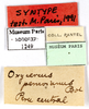 CollectionObject 1587291; MNHN(SF IMPORT DUPLICATE) MNHN-EP-EP1249, aacf2029-1310-4638-a18c-dfade9924351: CC BY-NC-ND 4.0/MNHN - Depraetere Marion - 2014. Syntype, female, of peruvianus Bolívar, 1881. Specimen number: MNHN-EP-EP1249. http://coldb.mnhn.fr/catalognumber/mnhn/ep/ep1249. (CollectionObject).