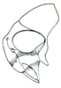 Head: !! display not done !! on Drionia nigra Ball, 1915: Drionia nigra, head, laterally. (Observation).