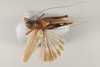 CollectionObject 1499257; 9a6304cb-6055-42a9-88a9-2e7db7602ae4: Male, dorsal view (holotype). (CollectionObject).