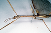 CollectionObject 1560799; abc4d9f0-9b1b-495c-a1ef-2461404c66fb: copyright SAM, Adelaide. male, lateral view of synonym Lopaphus macrotegmus (syntype). (CollectionObject).;CollectionObject 1560800; 2283537a-33f0-46db-b72f-041dedefe3ea: copyright SAM, Adelaide. male, lateral view of synonym Lopaphus macrotegmus (syntype). (CollectionObject).