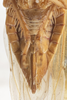 Sternite VII (female): !! display not done !! on Eutettix (Eutettix) luridus (Van Duzee, 1890): (Observation).