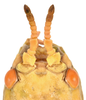 CollectionObject 1586482; 92dd25be-86b6-4562-9d3b-7f8bfd4968b9: copyright IMQC. female: head, lateral view (holotype). (CollectionObject).
