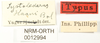 CollectionObject 1529614; NHRS NRM-ORTH 12994, 936c71d9-b9d4-4a73-9b28-19fd5a784c2d: labels (holotype). (CollectionObject).