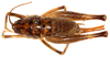 CollectionObject 1499660; 36cdc385-d035-41d5-abd3-aacd58ad1b3b: female, dorsal view (allotype). (CollectionObject).
