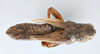 CollectionObject 2765674; CNCI 311930, 0df154a8-80b8-4fc9-83f4-b2945decf4eb: Melanoplus kennicottii. Dorsal view. (CollectionObject).
