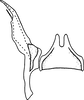 Stylus: !! display not done !! on Joruma (Joruma) pisca McAtee, 1924: Stylus (allotype). (Observation).