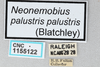 CollectionObject 2869074; 87aec695-a442-47c6-a227-adf8e3b3c232, CNCI 1155122: Neonemobius palustris palustris. (CollectionObject).