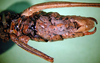 CollectionObject 1583462; b6af8ea9-2df1-4170-b12f-151e843fdb91: male ventral view. (CollectionObject).