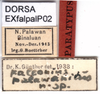 CollectionObject 1537609; 2d3b83ab-aadc-40e1-b5ec-ed57b75af783: labels (syntype). (CollectionObject).