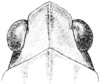 Tetrix subulata (Linnaeus, 1758): Fig. 26. female, head, dorsal view. (Otu).