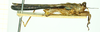 CollectionObject 1586177; a1af9267-b105-478f-bc6a-eee6c834278b: male, lateral view. (CollectionObject).