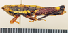 CollectionObject 1518373; 1a7b6138-621d-4b20-b878-d3b1db3e2112: male, lateral view (holotype). (CollectionObject).