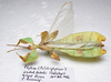 CollectionObject 1580923; f754aa04-ffcd-46ad-a5a5-24ab93e1c0f6: copyright FRCS Sabah. male (holotype). (CollectionObject).