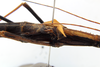 CollectionObject 1581376; 59bc794b-232e-463a-8ac0-005b3ce961cc: copyright MZSP. female wings, lateral view. (CollectionObject).;CollectionObject 1581377; d45c686c-a707-4895-a1dc-935a9f403e39: copyright MZSP. female wings, lateral view. (CollectionObject).;CollectionObject 1581378; 7170e432-3969-4793-b5be-5351c968f6f2: copyright MZSP. female wings, lateral view. (CollectionObject).