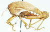 Bullacris vansoni (Dirsh, 1963) now Bullacris unicolor (Linnaeus, 1758): male, lateral view. (Otu).