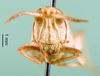CollectionObject 1502714; 206f3258-0f55-4ea6-b78d-1a84e0360b8f: female, frontal view (Pyrgomorpha brevipennis). (CollectionObject).