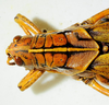 2012. female, head and pronotum dorsal view. Depicts CollectionObject 1564545; dd6ee21a-d3f5-4fc0-aed6-a27a87d86faa, a CollectionObject.