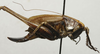 CollectionObject 1535143; 338ed26c-56fd-4f96-bf0a-717b266e2db5, MNCNn. 461: female, lateral view (lectotype). (CollectionObject).