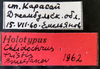 Other on Chlidochrus tristis Emeljanov, 1962: Holotype. (Observation).