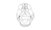 Tristira magellanica (Bruner, 1900): Fig. 24. female head, frontal view. (Otu).