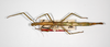 CollectionObject 1559583; 5adf3712-9882-4218-99e1-9c2178f55104: copyright ZHMB, Berlin. female, dorsal view of synonym Candaules transiens (paralectotype). (CollectionObject).;CollectionObject 1559584; cd52ee9d-327c-45ee-9b2f-9a0c9d7cc06e: copyright ZHMB, Berlin. female, dorsal view of synonym Candaules transiens (paralectotype). (CollectionObject).