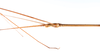 CollectionObject 1559066; 4416745c-266d-40cf-a6f4-f0b409ae828e: copyright ZMUH, Hamburg. male: head & thorax, lateral view of Lonchodes longiceps (holotype). (CollectionObject).