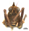CollectionObject 1567603; 380b7015-b89c-4934-ad1c-775f7325b448: male, frontal view (holotype). (CollectionObject).