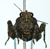 CollectionObject 1596107; f74e140b-d945-4fda-acac-db3e699979f1: male, frontal view. (CollectionObject).