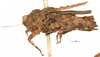 CollectionObject 1521861; OUM 718, 88680856-1173-4b6b-b379-50533c90b211: female, lateral view (holotype of Thoradonta dentata). (CollectionObject).