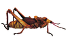 Loveridgacris impotens (Karsch, 1888): male, lateral view (unspecified type). (Otu).