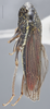 Habitus, lateral view: Lateral. (Observation).