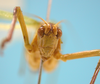 CollectionObject 1542908; DEES MZLQ-I0092'', 3d7f5832-f314-4965-ac8d-c6e1f84ce2c3: female, frontal view (syntype of Ctenophorema balneare). (CollectionObject).