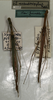 CollectionObject 1561995; NMW 1108, d54c1c92-d01e-447f-ac75-6271f7b47439: copyright NMW, Vienna. female (syntypes). (CollectionObject).