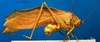 CollectionObject 1500525; 2857b578-812c-4e9e-9e38-8dc434cc5240, DORSA BTdapgenS01: male, lateral view (syntype). (CollectionObject).