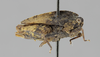 CollectionObject 1523263; f75e60ed-d7ba-44f9-9280-58d17d17f7bb: female, lateral view (holotype). (CollectionObject).