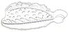 Crypsicerus glaber (Miller, 1932): Fig. 12. left metafemur. (Otu).