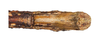 CollectionObject 1597519; aa3d258f-3851-4563-9c1f-b4b5498ae695, QIMR T250919: copyright QM. female: end of abdomen, ventral view (holotype). (CollectionObject).