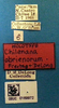 Other on Rugosella obrienorum (Freytag & DeLong, 1971): Male holotype [OSU]: labels. (Observation).