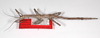 Haplopus brachypterus Hennemann, Conle & Perez-Gelabert, 2016: copyright USNM, Washington. female nymph (paratype). (Otu).