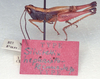 CollectionObject 1524644; 4e655010-46d7-4617-a28e-e5a9287cbfec: male, lateral view (holotype of Silvitettix hephaistotecnus). (CollectionObject).
