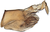 Pygofer, lateral view: Hypacostemma viridissima, pygofer laterally (PPRI). (Observation).