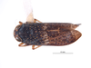 Habitus, dorsal view on Dialodia pectinata (Nielson, 1982): (Observation).