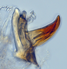 Aedeagus, lateral view: (Observation).