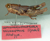 Leptomerinthoprora brevipennis Rehn, 1905: female, lateral view (allotype of Leptomerinthoprora occidentalis). (Otu).
