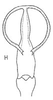 Aedeagus, ventral view: !! display not done !! on Neoaliturus (Circulifer) tenellus (Baker, 1896): Aedeagus, ventral view. (Observation).