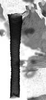 Aedeagus, lateral view.: Siphunculus (SI) of A. craccivora. (Observation).
