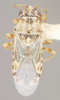 CollectionObject 1596689; 151166f5-536c-4f4c-b432-2083598aaa4a: Hyalonysius pallidomaculatus HOLOTYPE (NMNH) - (CC BY-NC 3.0) - Photo by Pablo M. Dellapé with permission from the National Museum of Natural History (NMNH), Smithsonian Institution, Washington, D.C. (CollectionObject).