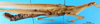 CollectionObject 1501099; 5ec2635a-366a-473d-ba56-4958ea5f0400: female, lateral view (holotype). (CollectionObject).